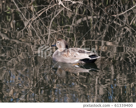 Gadwall Gadwall 61339400