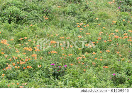 Ezosuka lily colony 61339943