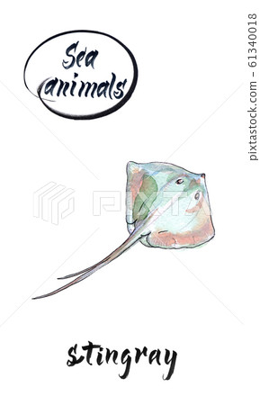 Stingray swimming, watercolor hand drawn illustration Stingray swimming, watercolor hand drawn illustration 61340018