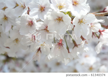 櫻花 櫻花 61340374