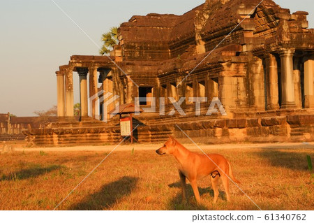犬狗吳哥窟世界遺產考古海外旅行旅遊柬埔寨早晨 61340762