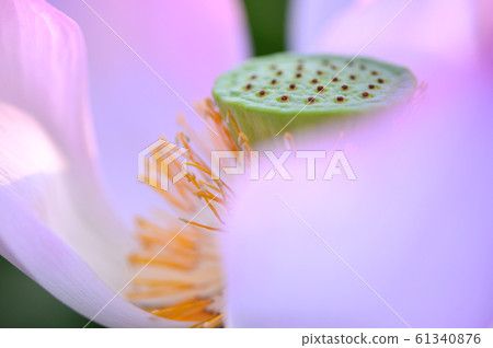 Lotus flower _ 1 Lotus flower _ 1 61340876