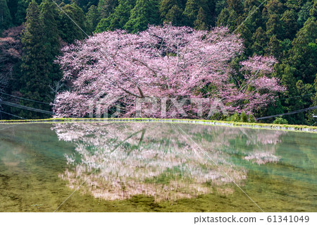 Cherry blossoms reflected in rice fields Cherry blossoms in Morugino, Uda City Cherry blossoms reflected in rice fields Cherry blossoms in Morugino, Uda City 61341049