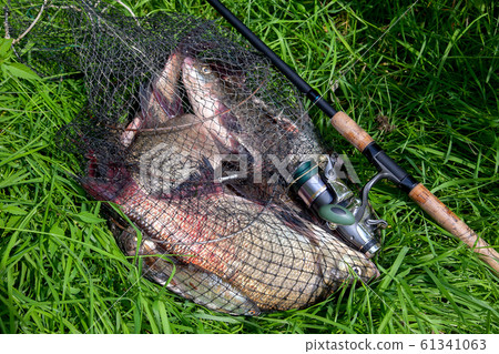 Keepnet with big freshwater common breams fish and 61341063