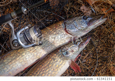 Freshwater pike fish. Two Freshwater pikes fish 61341151