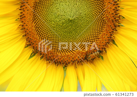 little bee feeding pollen on sunflower 61341273