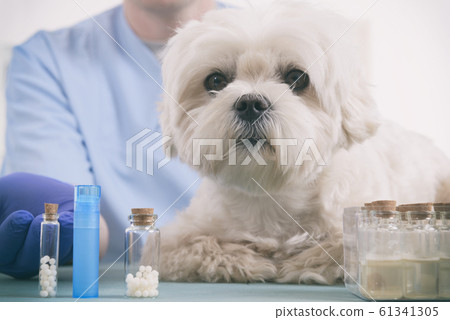 Homeopathy for a dog 61341305