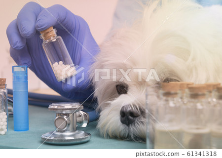 Homeopathy for a dog 61341318