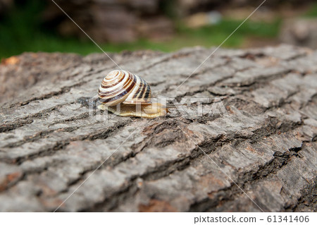 Small vivid Burgundy snail (Helix, Roman snail, 61341406