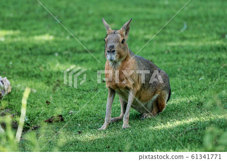 Patagonian Mara, Dolichotis patagonum are large relatives of guinea pigs 61341771