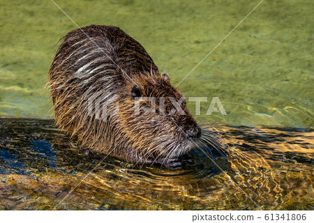 Coypu, Myocastor coypus, also known as river rat or nutria 61341806