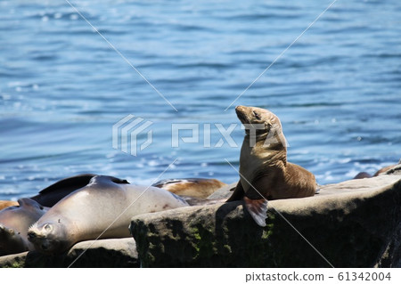 海獅 海獅 61342004