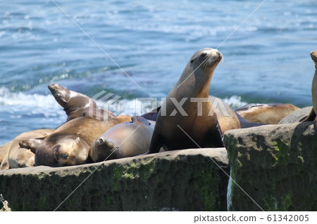 海獅 61342005