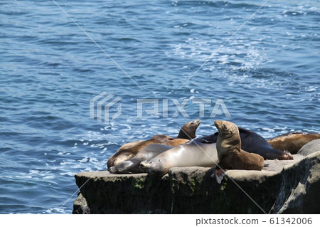 海獅 海獅 61342006