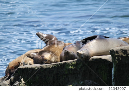 海獅 海獅 61342007