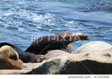海獅 海獅 61342008