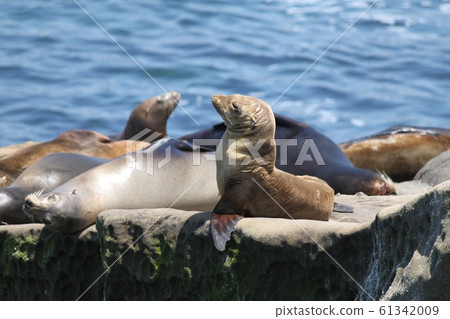 海獅 海獅 61342009