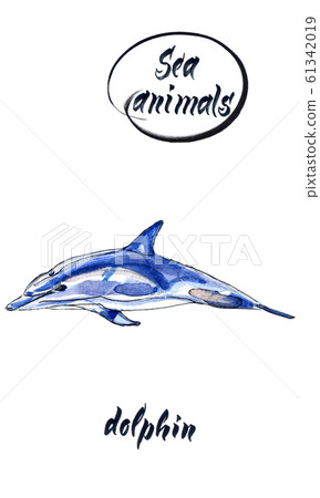 Jumping dolphin, watercolor hand drawn illustration 61342019