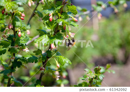 Bumblebee on gooseberry bush flower collecting 61342092