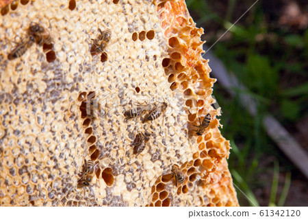 Working bee on the honeycomb with sweet honey.. Working bee on the honeycomb with sweet honey.. 61342120