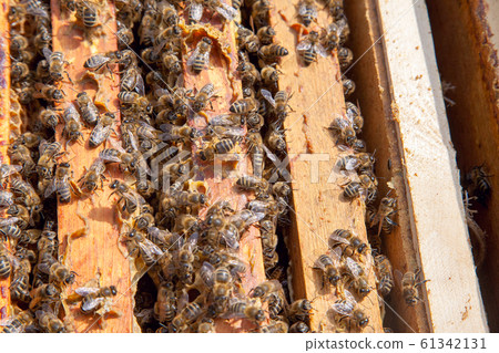 Open hive showing the bees swarming on a Open hive showing the bees swarming on a 61342131