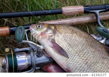 Close up view of big freshwater common bream fish 61342177