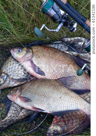 Successful fishing - two freshwater bream fish Successful fishing - two freshwater bream fish 61342186