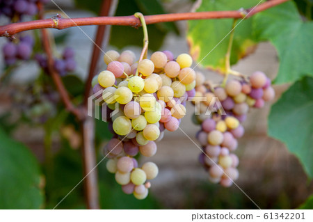 Bunch of grapes with pink and green berries in the Bunch of grapes with pink and green berries in the 61342201