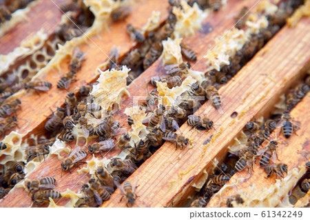 Close up view of the bees swarming on a 61342249