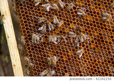 Close up view of working bees on honeycomb with 61342250