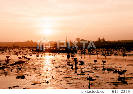 Pink lotus water lilies full bloom against morning light, Udon Thani - Thailand 61342259