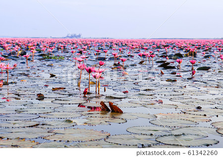 Pink lotus water lilies full bloom under morning light, Udon Thani - Thailand 61342260