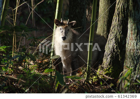 Japanese serow Japanese serow 61342369