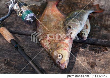 Big freshwater bronze bream or carp bream, white Big freshwater bronze bream or carp bream, white 61342647