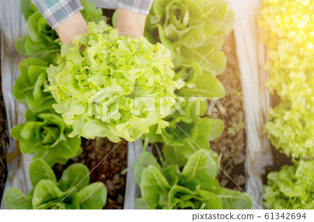 closeup hands of young man farmer checking and holding fresh organic vegetable in hydroponic farm closeup hands of young man farmer checking and holding fresh organic vegetable in hydroponic farm 61342694