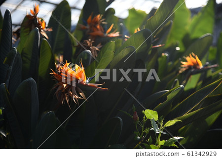 Bird of Paradise Flower / Strelitzia 61342929
