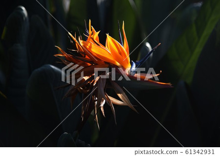 Bird of Paradise Flower / Strelitzia Bird of Paradise Flower / Strelitzia 61342931