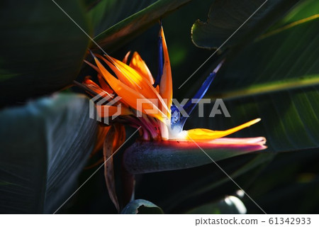 Bird of Paradise Flower / Strelitzia 61342933
