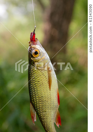 Single common rudd fish on the hook. Single common rudd fish on the hook. 61343090