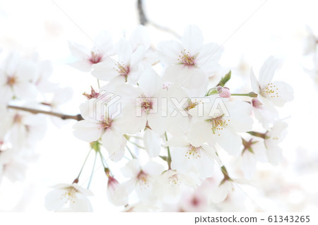櫻花 61343265