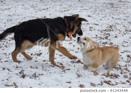 German shepherd and pembroke welsh corgi puppy. 61343446