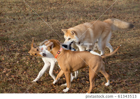 Amstaff puppy, akita inu and estonian hound puppy. Amstaff puppy, akita inu and estonian hound puppy. 61343513