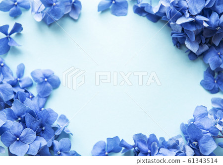 Blue hydrangea flowers Blue hydrangea flowers 61343514