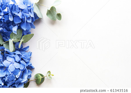Blue hydrangea flowers Blue hydrangea flowers 61343516