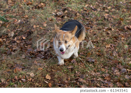 Pembroke welsh corgi is walking in the autumn park Pembroke welsh corgi is walking in the autumn park 61343541