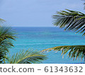 熱帶形象棕櫚樹 61343632