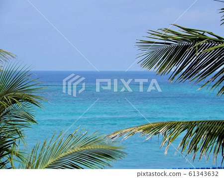 熱帶形象棕櫚樹 61343632