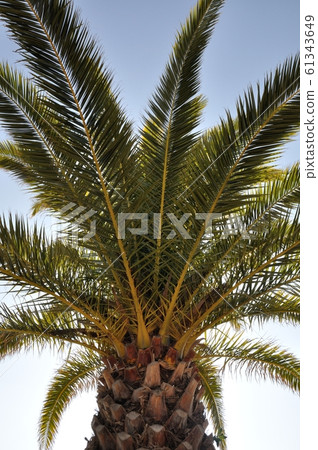 Date palm Date palm 61343649