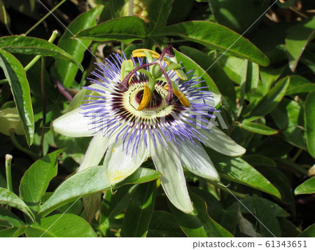 Passion flower Passion flower 61343651