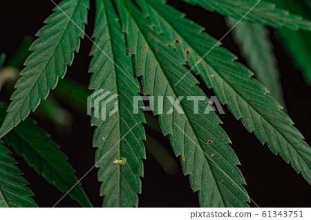 Thematic photos of hemp and marijuana Green leaf 61343751